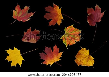 Set of beautiful colorful autumn leaves isolated on black background closeup. Top view. Copy space.