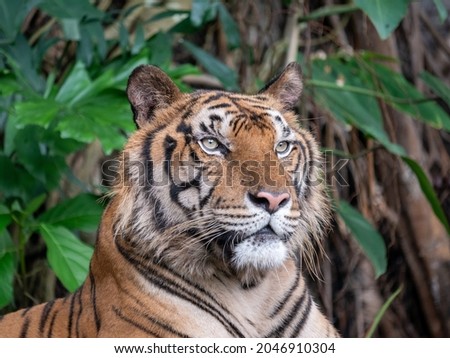 Tiger It is a mammal of the carnivorous order It is also the largest species of tiger