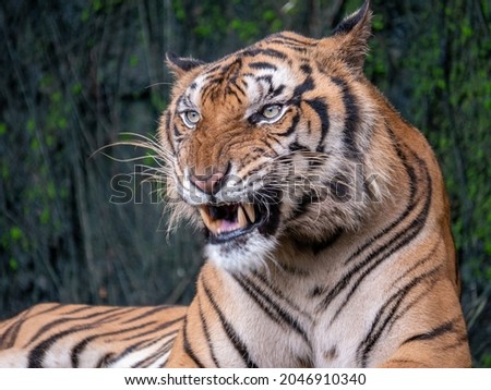 Tiger It is a mammal of the carnivorous order It is also the largest species of tiger