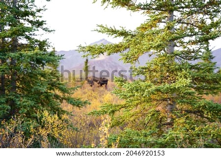 A colorful fall field and bull mooses in a mountainous area