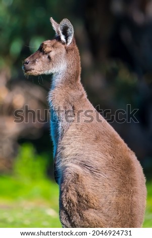 A vertical of a fluffy brown kangaroo on the grassy field in the wild