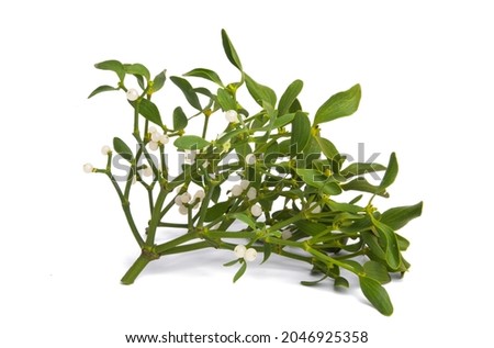 mistletoe isolated on white background 