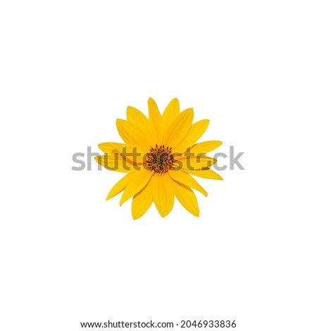 Beautiful sunflower head with yellow petals a, isolated on white background.