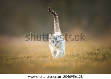 A tabby cat that looks like a tiger walks through the autumn forest Royalty-Free Stock Photo #2046956138