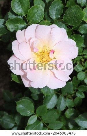 Bronze, pink and orange color Floribunda Rose Together Forever flowers in a garden in June 2021. Idea for postcards, greetings, invitations, posters, wedding and Birthday decoration, background 