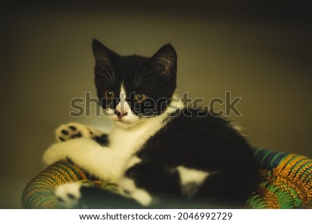 Image of baby persian cat