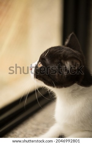 Image of baby persian cat