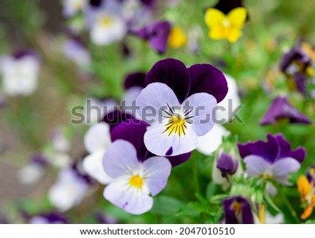 purple and white pansies flowers in the garden on sunny day