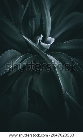 abstract close up of an agave