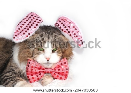 Christmas background with funny maincoon cat in a festive cap and bow tie on an isolated white background with a place for text, a domestic cat is preparing for the holiday. Banner for screen