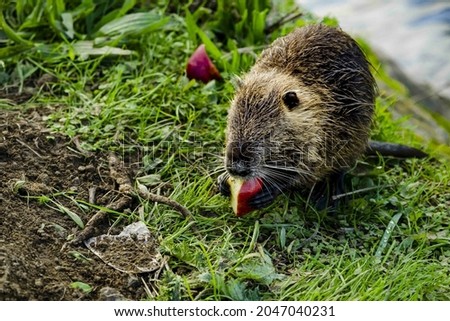 A closeup of a cute wet coypu eating a small piece of red apple on a pile of grass