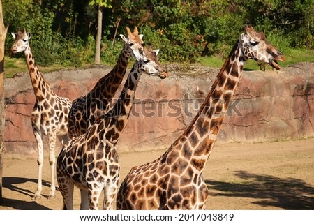A group of beautiful giraffes in a natural park