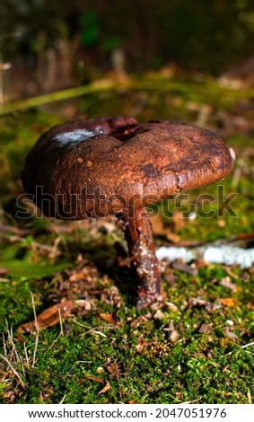 Brown Mushroom in the Forest
