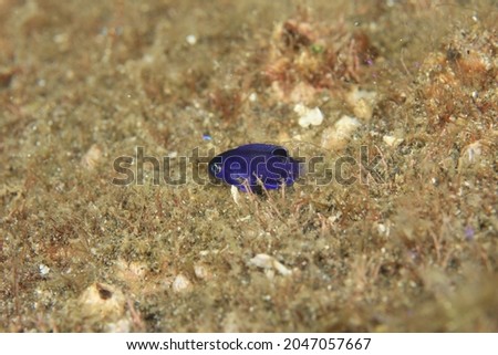 A deep blue colored juvenile sleeping fish in night diving in the sea of Cape Ose in the West side of Izu Peninsula
