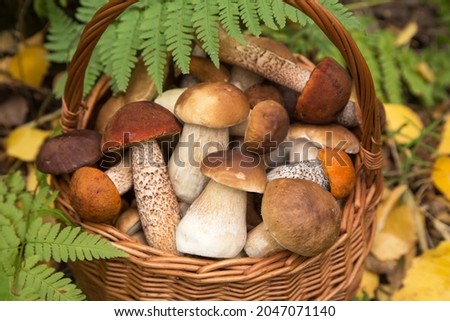 Edible different wild mushrooms porcini boletus in wicker basket in fern green leaves in autumn fall forest close up, macro