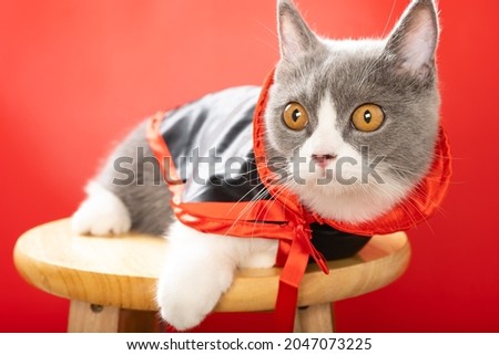 a cute british shorthair cat wears a Halloween witch cloak and lying down and looking to the left
