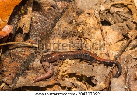 Eastern Red-backed Salamander eating an Earthworm (Plethodon cinereus)