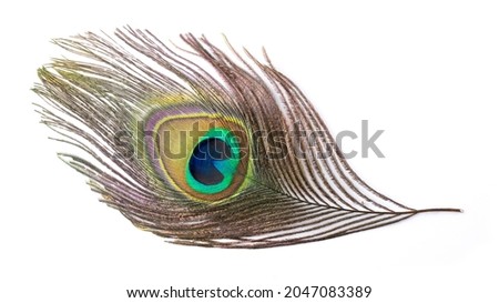 colorful peacock feather, isolated on white background Royalty-Free Stock Photo #2047083389
