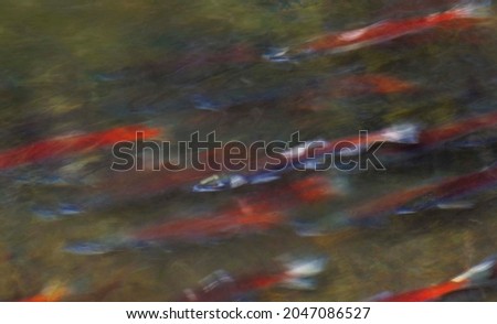 Colorful, vibrant, red spawning salmon in a river in autumn Royalty-Free Stock Photo #2047086527