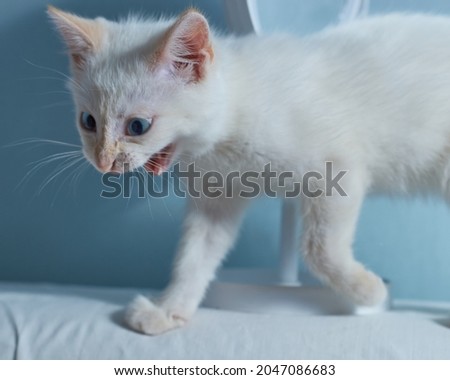  A white kitten with blue eyes is playing. A small white kitten on a blue background. A postcard with a picture of a white kitten.           