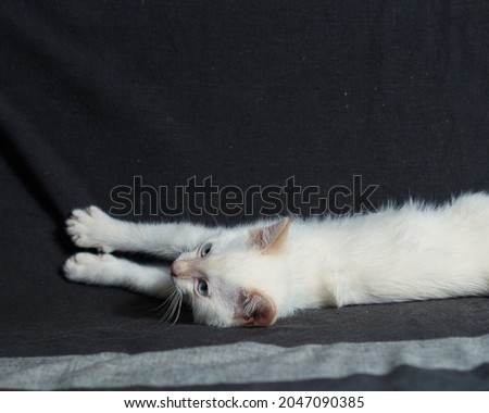         A white kitten is lying on the sofa. The kitten is washing. A postcard with a picture of a white kitten.                      