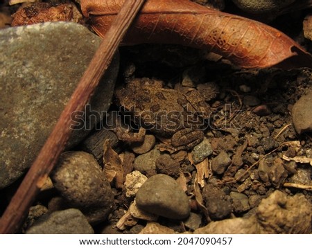 Little frog camouflage, hidden among the stones, forest in Costa Rica