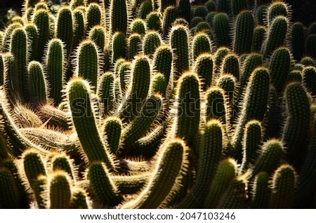 A cactus is a member of the plant family Cactaceae, a family comprising about 127 genera with some 1750 known species of the order Caryophyllales. 