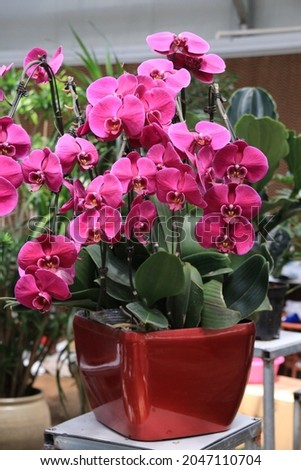 Phalaenopsis is a beautiful flower.