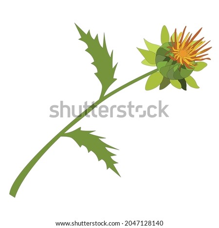 Safflower ,Carthamus tinctorius, an oil plant. color illustration on a white background. Hand-drawn botanical vector illustration. Design for packaging paper and fabric. Royalty-Free Stock Photo #2047128140