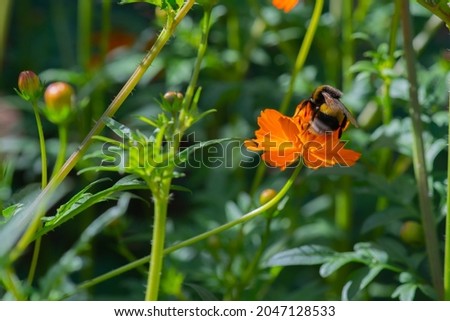 a bee is sitting on an orange flower