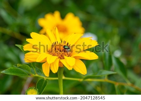 fly and heliopsis blooms beautifully on the lawn