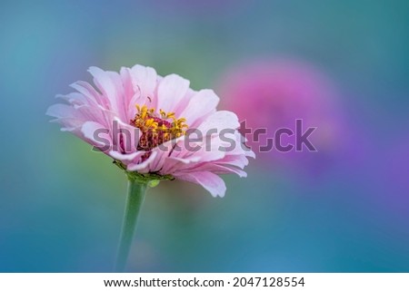 Close up shot of Gerber Daisy flower in the garden