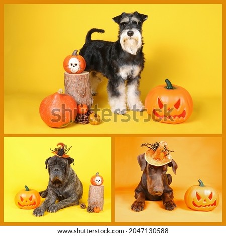Halloween dog card celebration with doberman miniature schnauzer and bullmastiff 