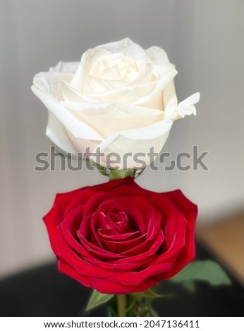 Beautiful red and white rose - a gift for mom.
