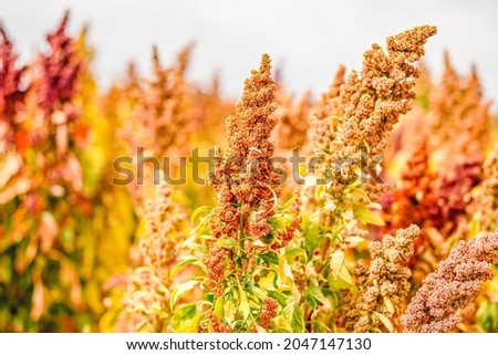 Ripe Quinoa Harvest in Autumn Field