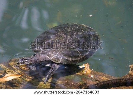The yellow-spotted Amazon river turtle(Podocnemis unifilis).  
One of the largest South American river turtles. Yellow spots on the side of its head give this species its common name. Royalty-Free Stock Photo #2047164803