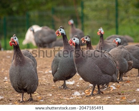 Raising of guinea fowl poultry. Organic guinea fowl. Close-up Royalty-Free Stock Photo #2047185491