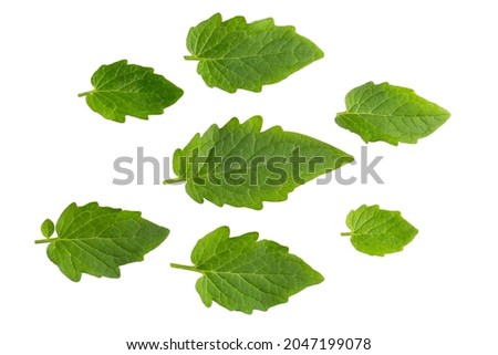 Tomato leaves isolated on a white background.