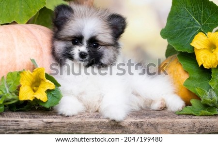 Purebred Spitz breed pomeranian; small fluffy white black dog