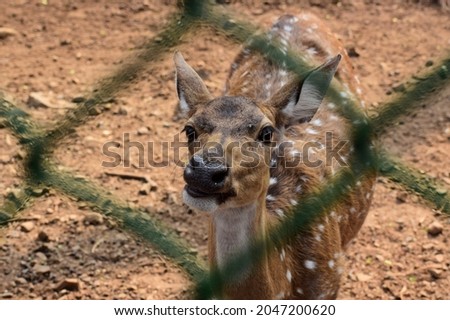 Picture of a deer looking out of the fence.