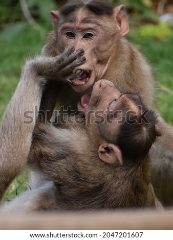 Picture of two monkeys fighting in a forest.
