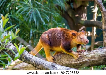 a Goodfellow's tree-kangaroo stands on trunk.
It belongs to the family Macropodidae.
It has short, woolly fur,usually chestnut to red-brown in color, a grey-brown face, a long, golden brown tail