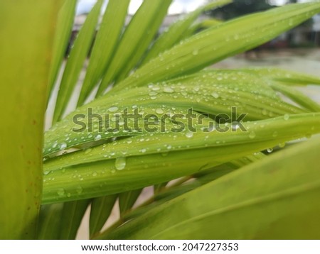 The leaves of the forest betel tree are wet with dew in the morning
