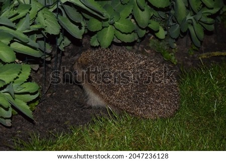A picture from a hedgehog at night.