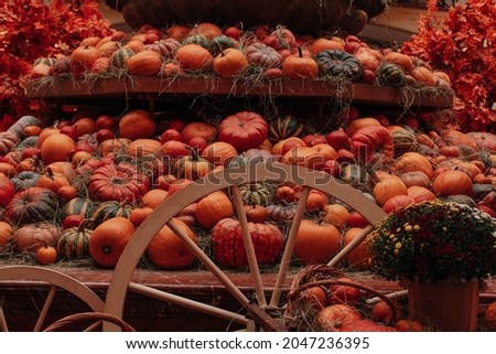 Lots of fresh bright orange pumpkins lying in the hay. Autumn decoration. October and November. The time of harvest. Preparation to Halloween and Thanksgiving.