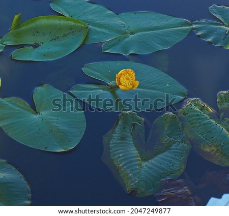 The picture was taken in September 2021. The picture shows a yellow water lily flower with green leaves in the water.