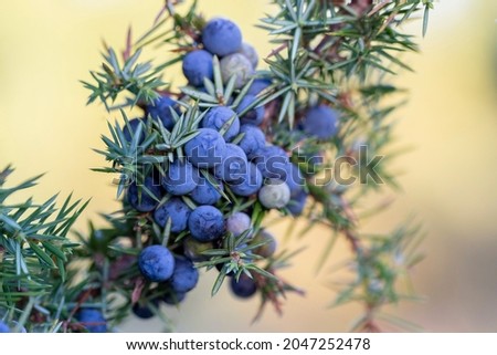 Juniperus communis, the common juniper, is a species of small tree or shrub in the cypress family Cupressaceae. Juniperus communis branch with fresh blue cones. Royalty-Free Stock Photo #2047252478