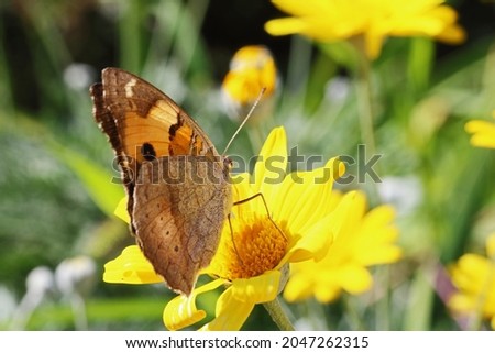 YELLOW PANSY BUTTERFLY ON YELLOW DAISY