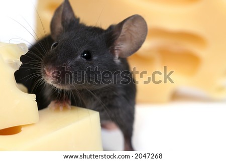 close up on little mouse and cheese