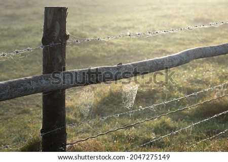 Autumn spider web in dew on a rural fence in the morning light of the sun. Natural background with place for text